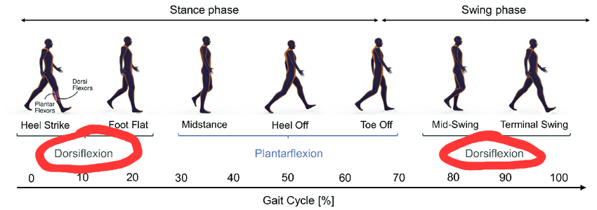 To Heel Wedge, or Not to Heel Wedge